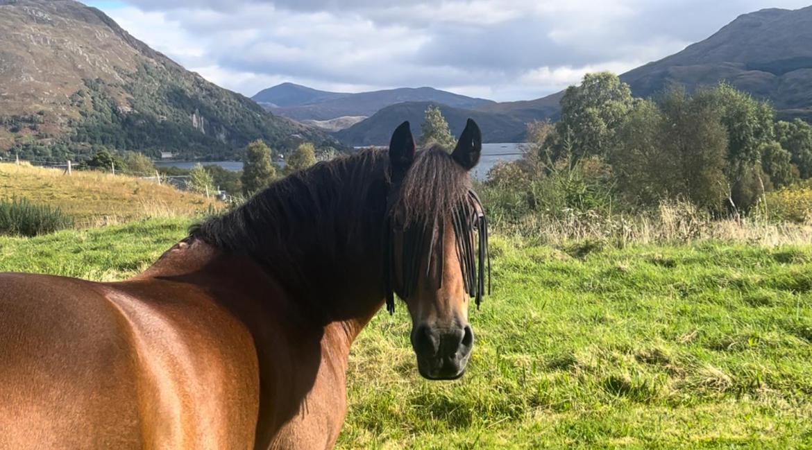 Ceo Mara Croft B&B & 2 Luxury Cabins Taynuilt Exterior foto
